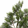 6′ Potted Cedar Tree 390Lvs